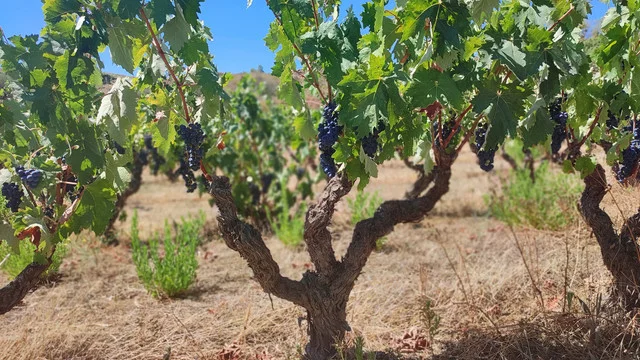 Graciano-Weinberg von Maisulan