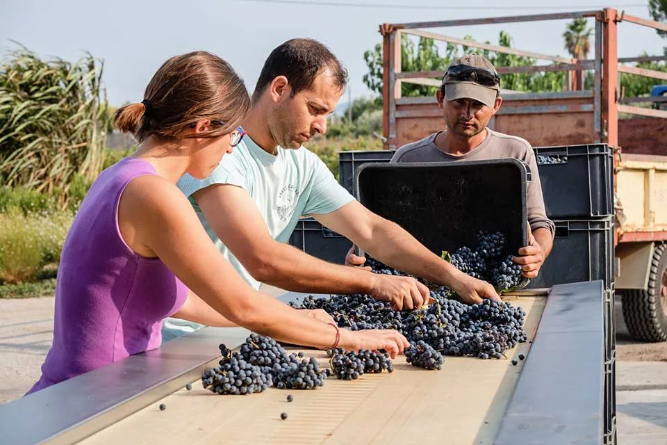 Traubensortierung bei der Weinlese auf Mesquida Mora