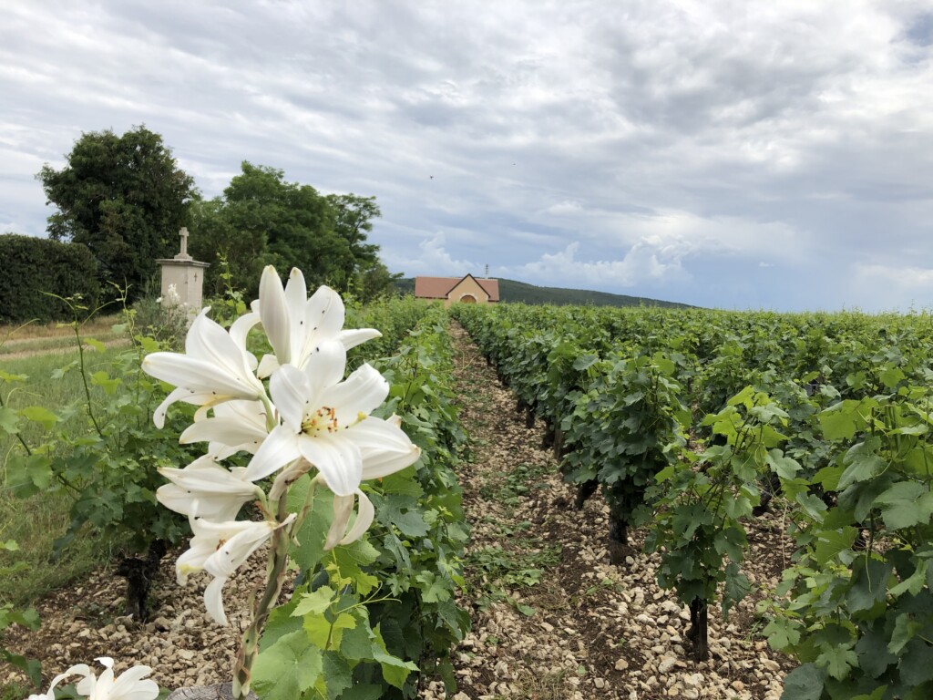 Weinberge von Matthias Planchon in Sancerre