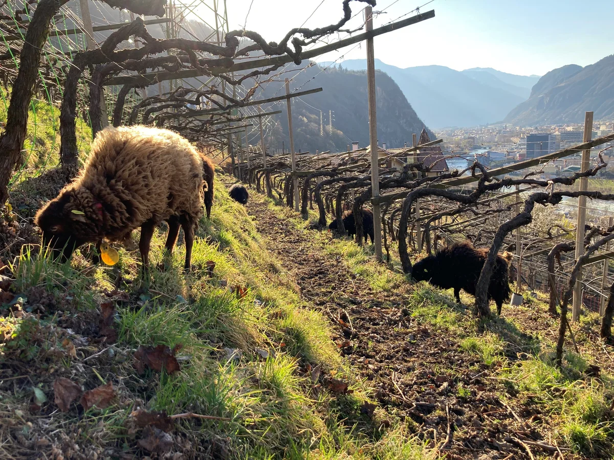 Ouessant-Schafe in den Pergola-Weinbergen von Pranzegg