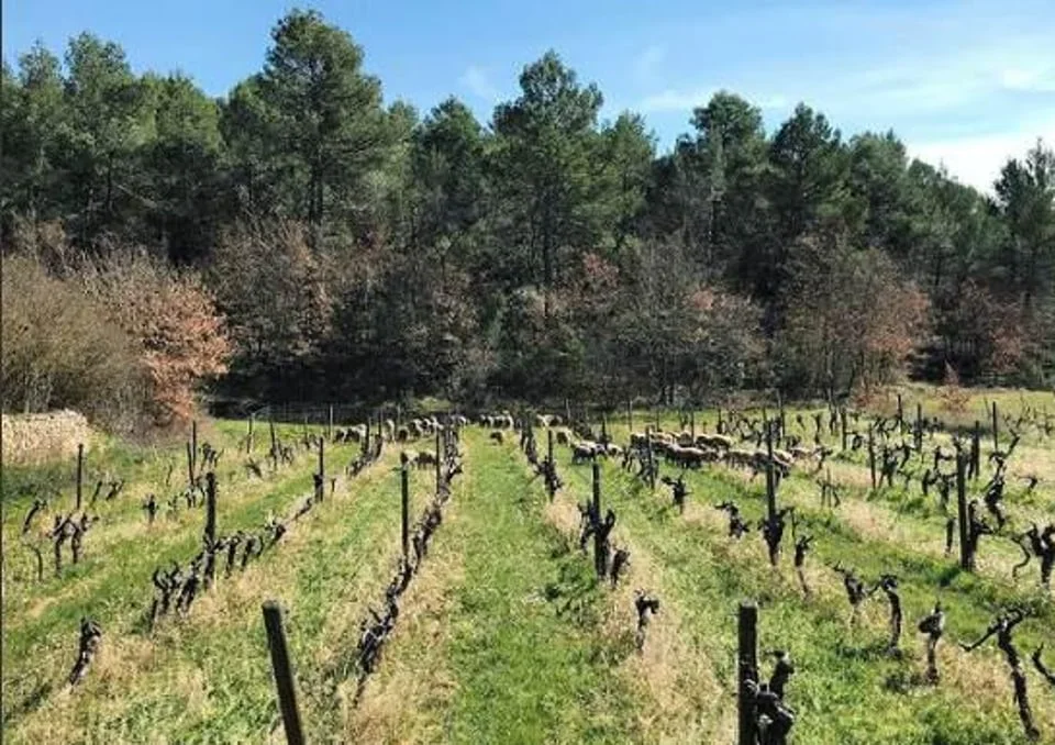 Weinberg von Château Revelette mit Wald und Schafen