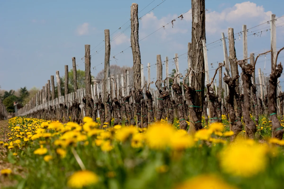 Weinberge von Scarbolo mit Löwenzahn im Frühling