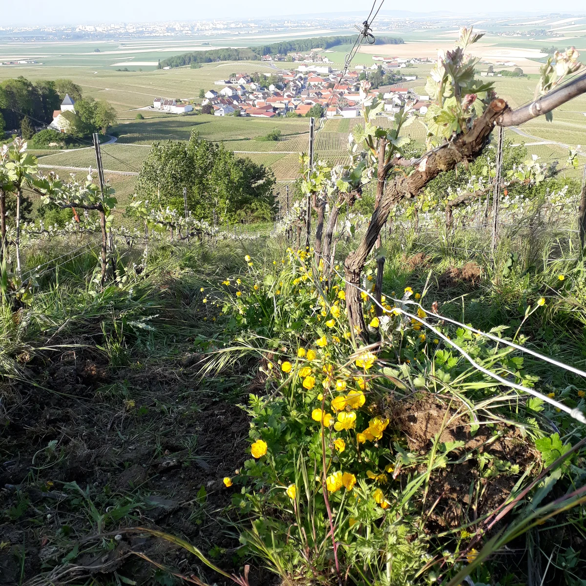 Weinberg von Champagne Solemme in Villers-aux-Nœuds