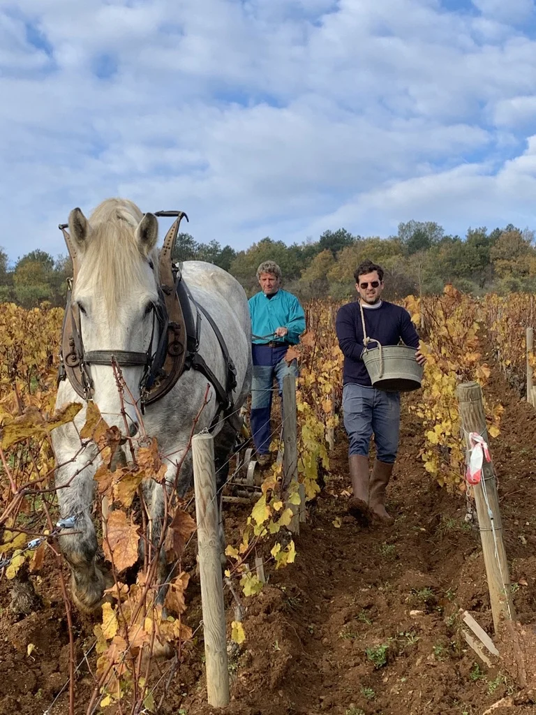 Weinbergsarbeit mit Pferd bei Thomas-Collardot in Puligny-Montrachet