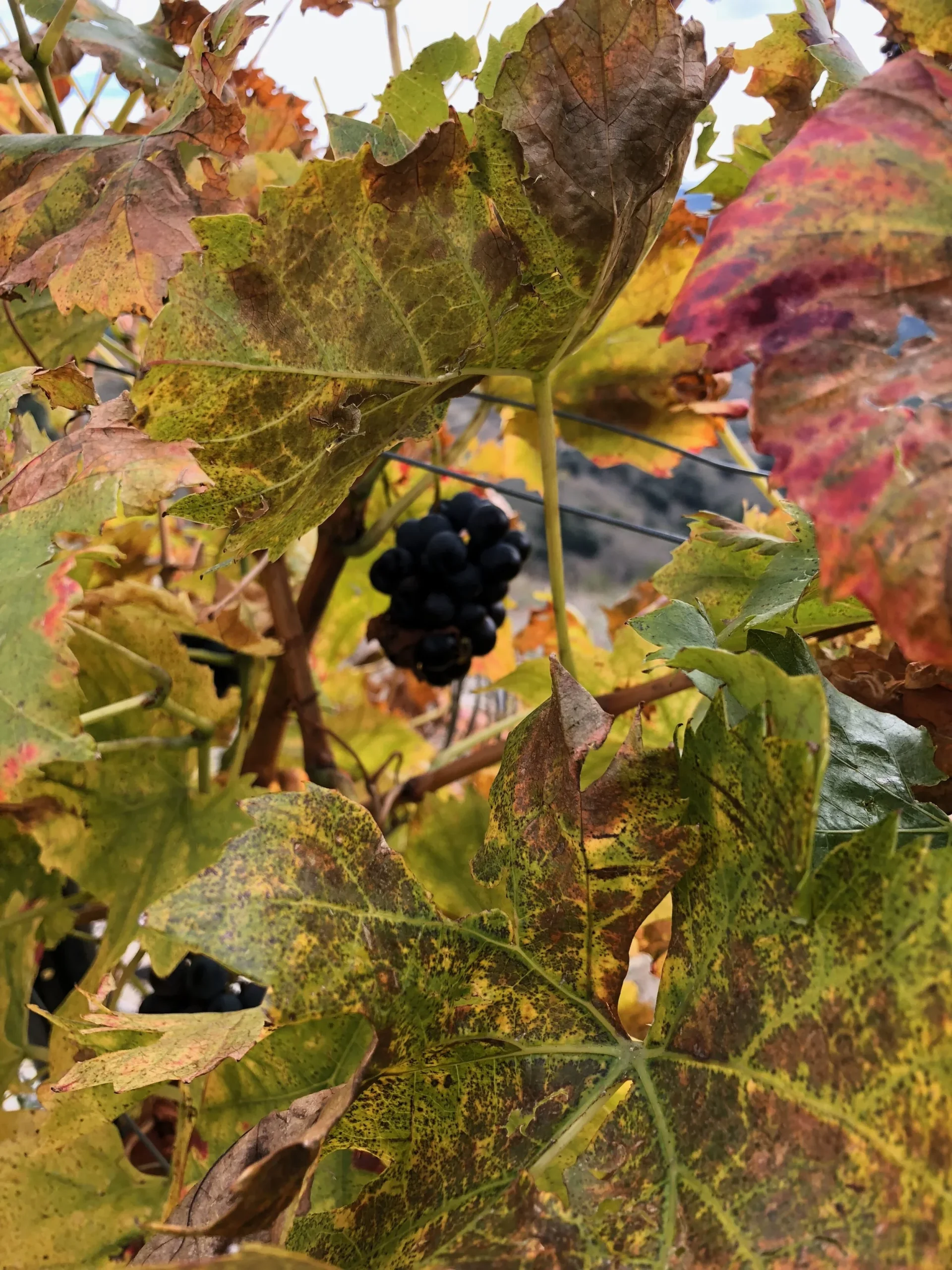 Grenache-Trauben im Herbst bei Trossos del Priorat