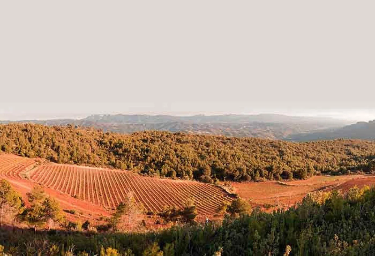Weinberge auf rotem Lehmboden im Montsant