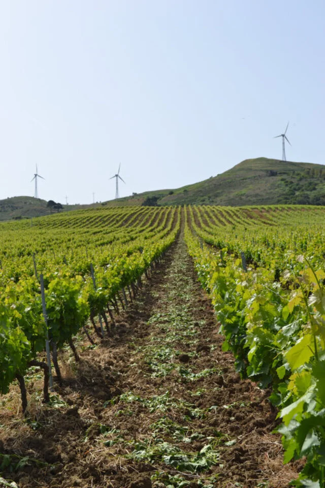 Vigneti di Vino Lauria sulle alture di Alcamo con pale eoliche