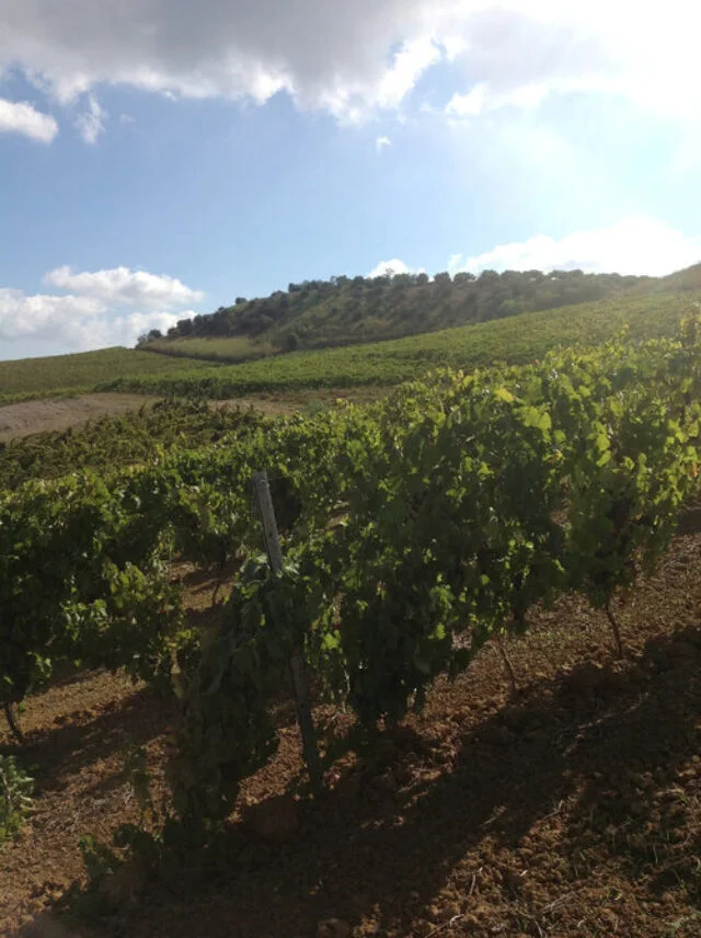 Vigneto di Vino Lauria nel paesaggio collinare siciliano