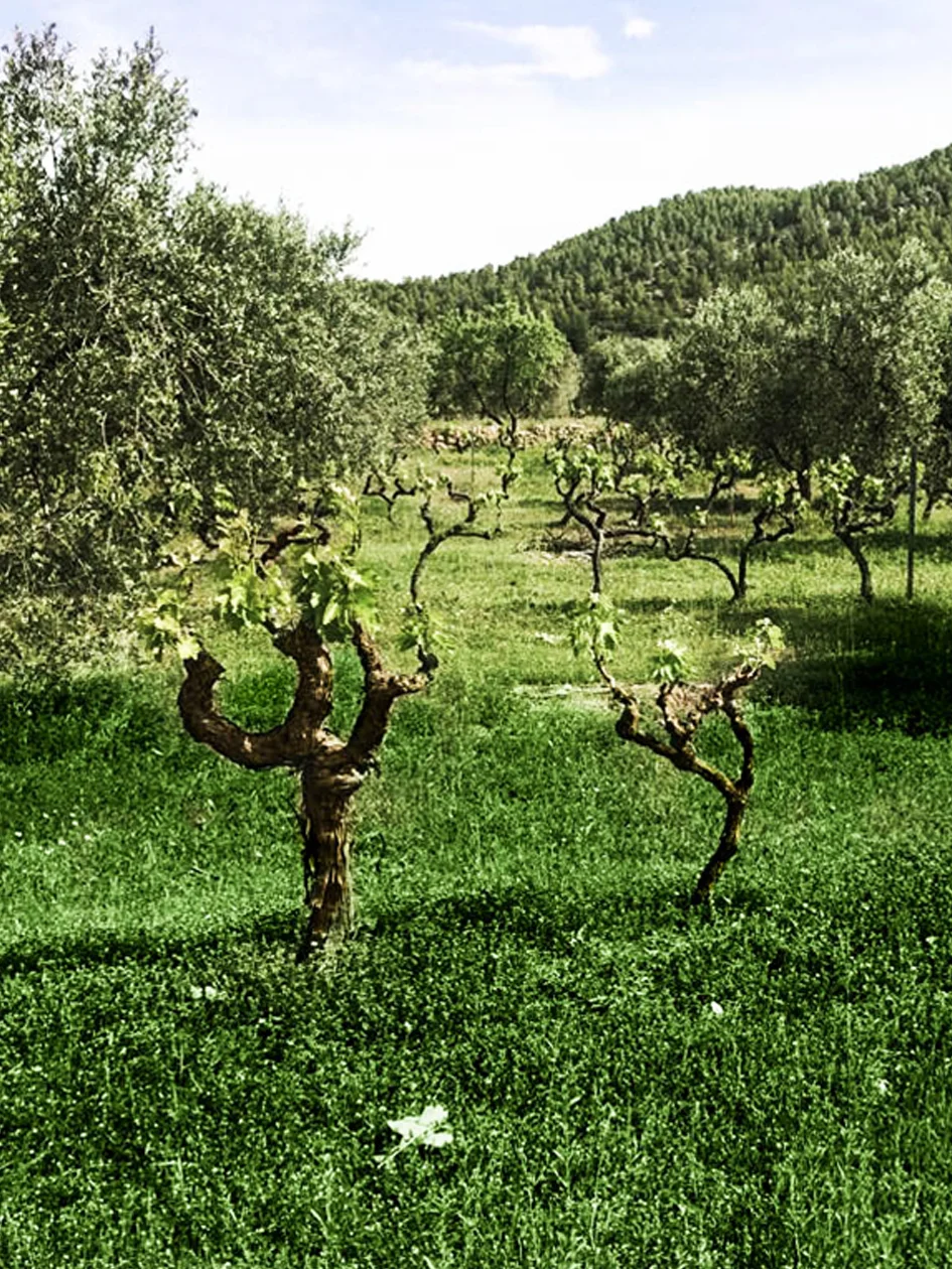 Weinberge von Vins Nus im Montsant