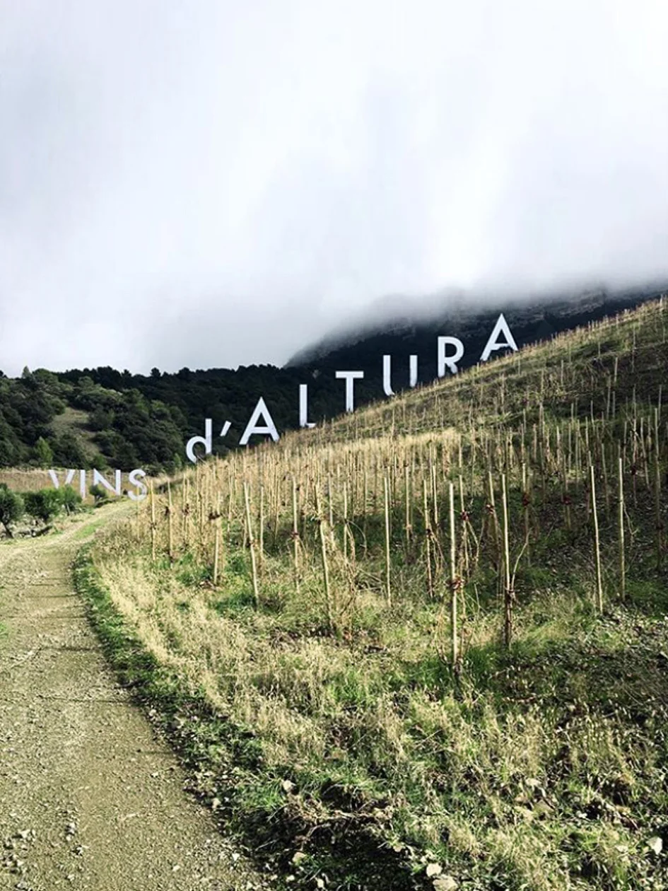 Alte Reben in der Höhenlage von SiurAlta