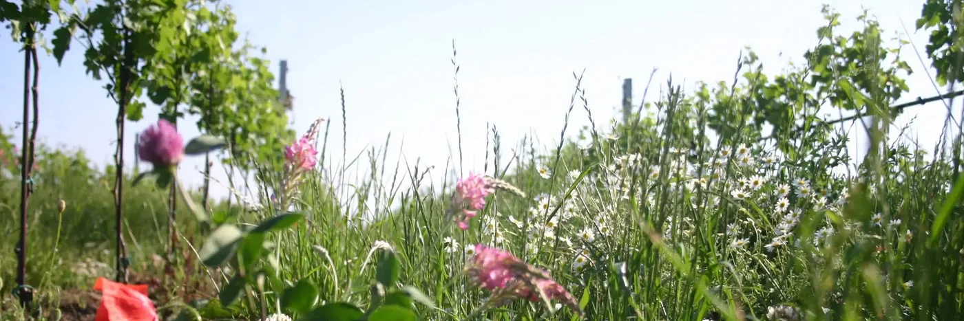 Wildblumen und Biodiversität zwischen den Rebzeilen bei Meinklang