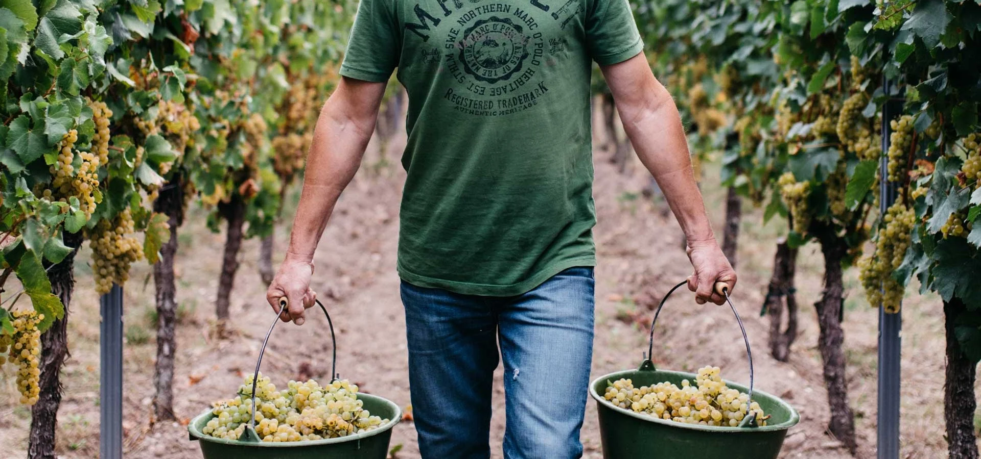 Buntsandstein-Weinberge der Mittelhaardt bei Michael Andres