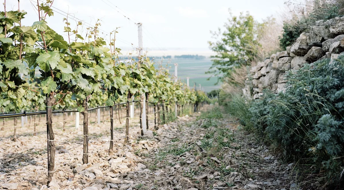 Weinberg am Leithaberg von Weingut Nittnaus