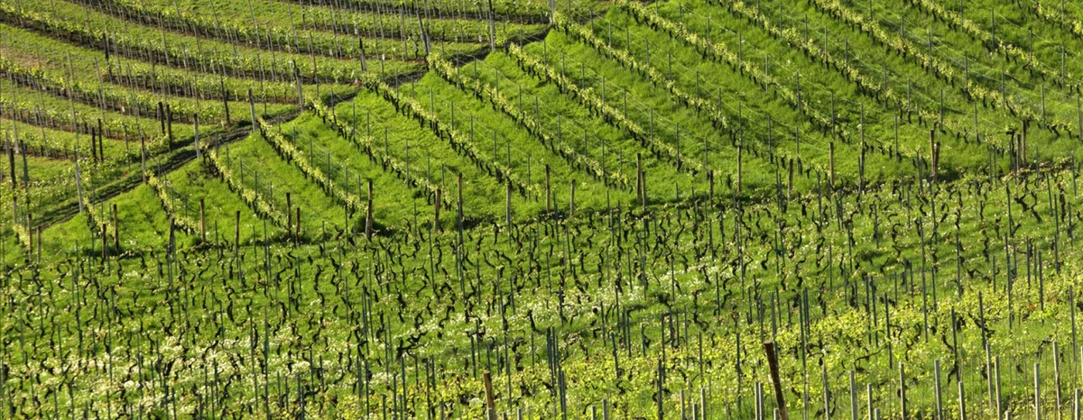 Weinberge von Roagna in Barbaresco