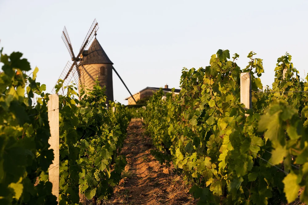 Weinberge der Domaine Romanesca im Beaujolais