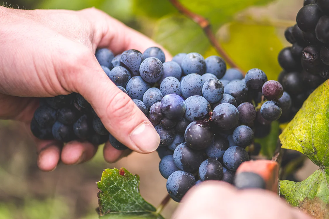 Vigneti di Jean Servagnat a Coulommes la Montagne, Champagne