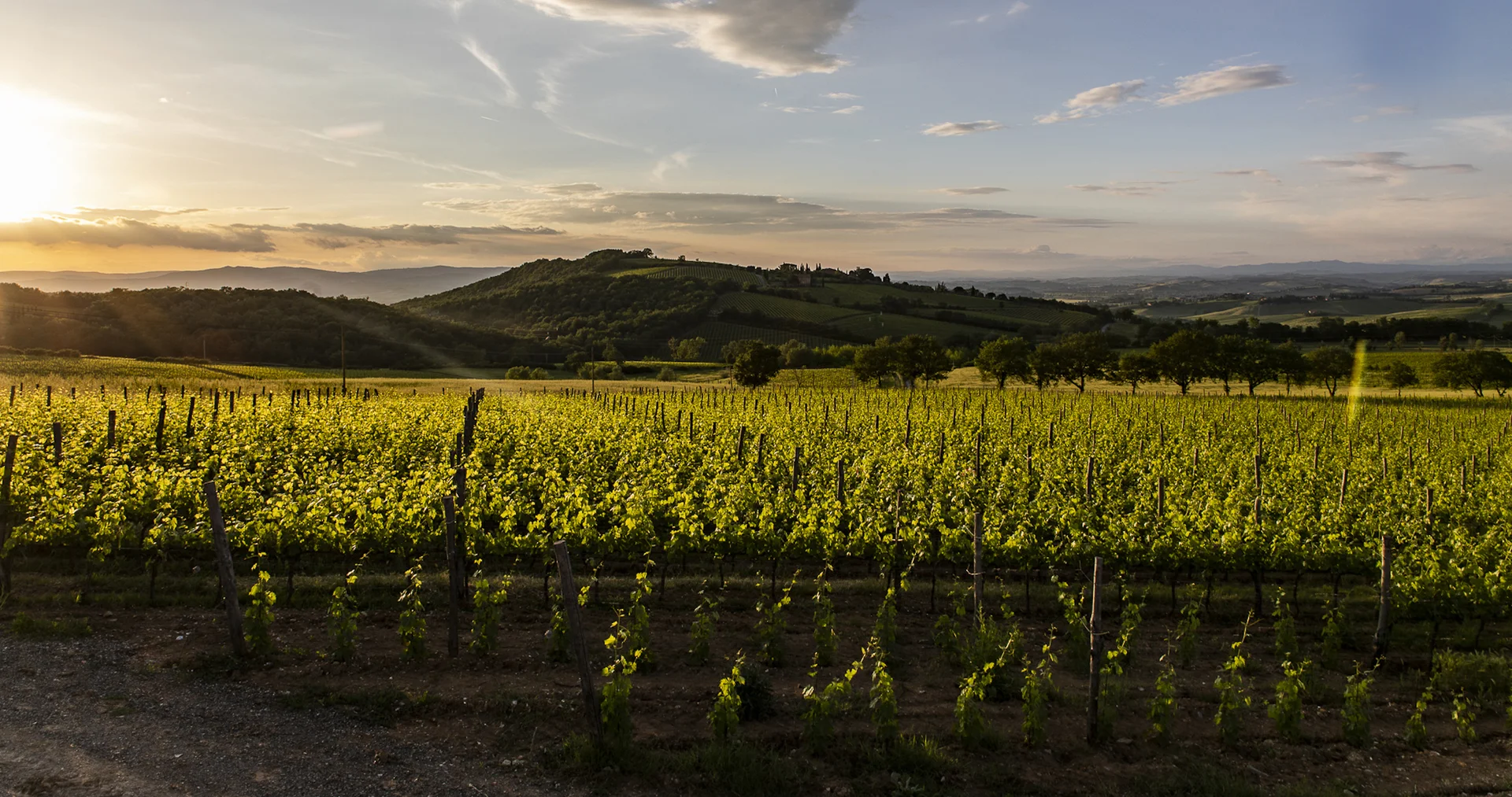 Sangiovese-Weinberge von Le Chiuse an der Nordflanke des Montosoli