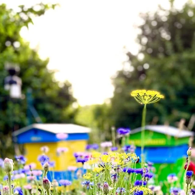 Bienenstöcke zwischen Wildblumen am Weinberg der Domaine Guiberteau