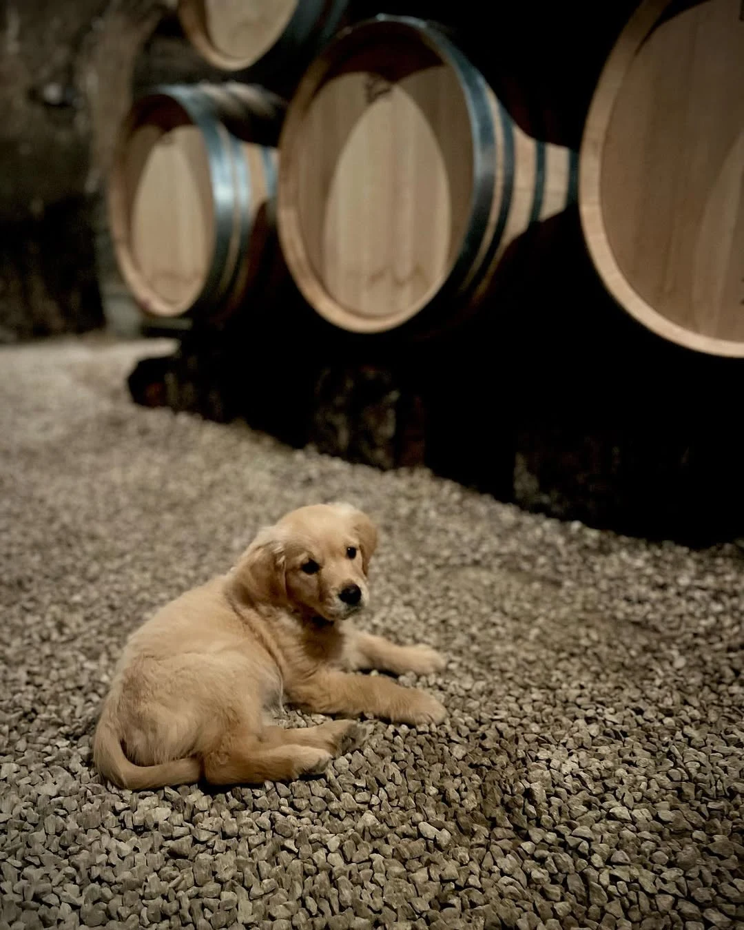 Golden-Retriever-Welpe Terra im Barrique-Keller der Domaine Guiberteau in Saumur