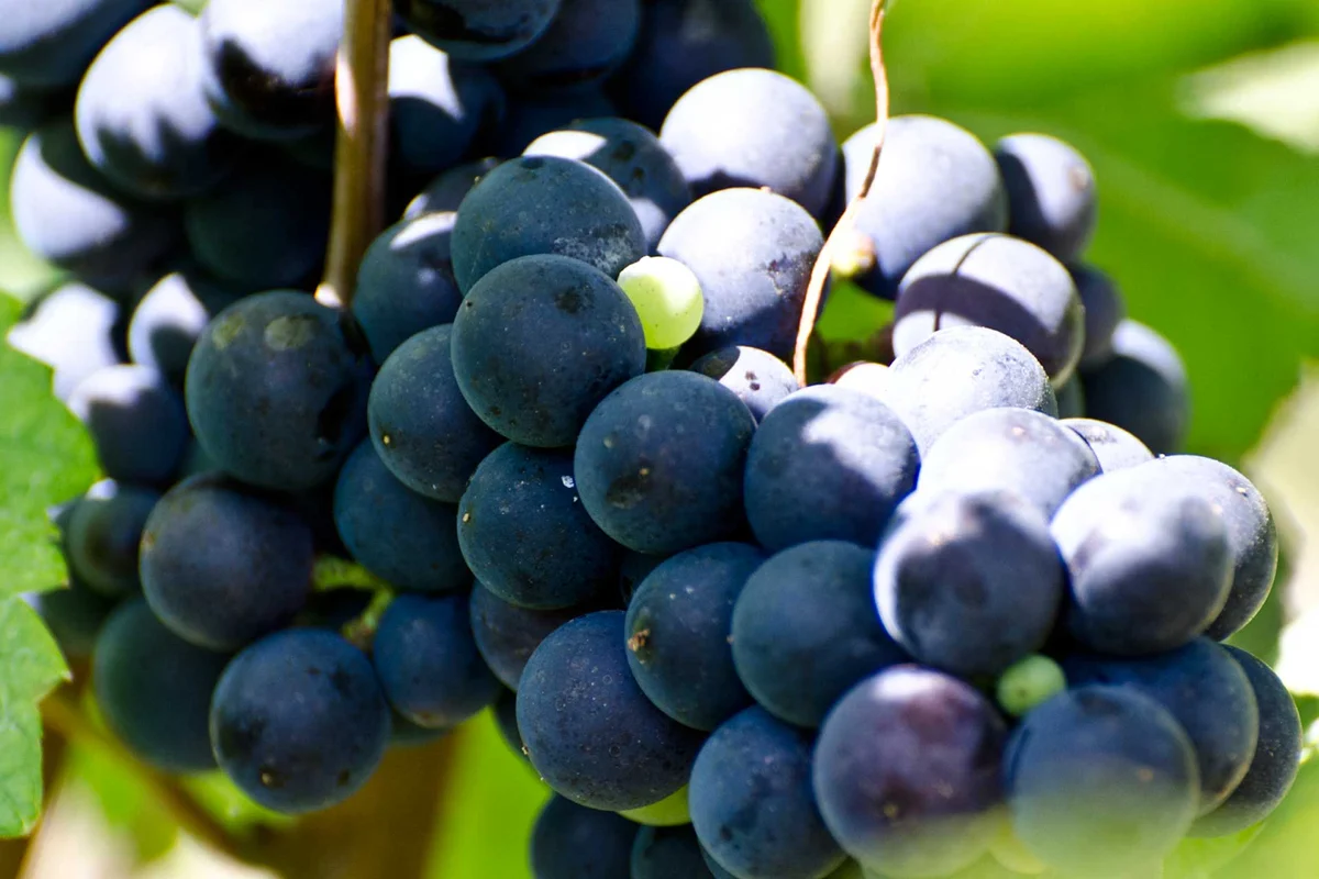 Reife Pinot-Noir-Trauben in den Weinbergen der Domaine Hubert Lignier