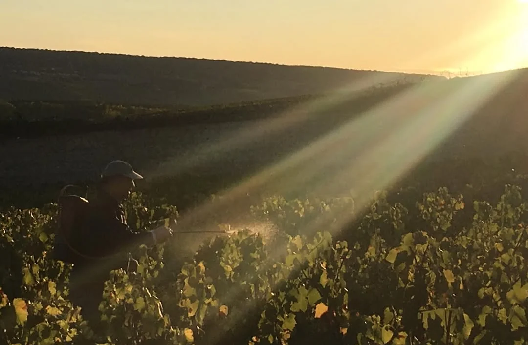 Ausbringen eines biodynamischen Präparats im Clos de Cumières bei tiefstehender Sonne