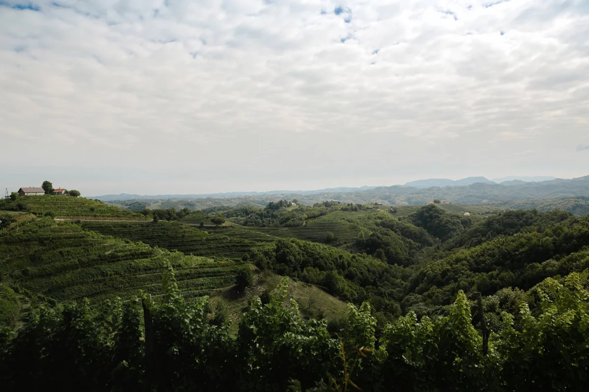 Die Haloze-Landschaft in der slowenischen Steiermark