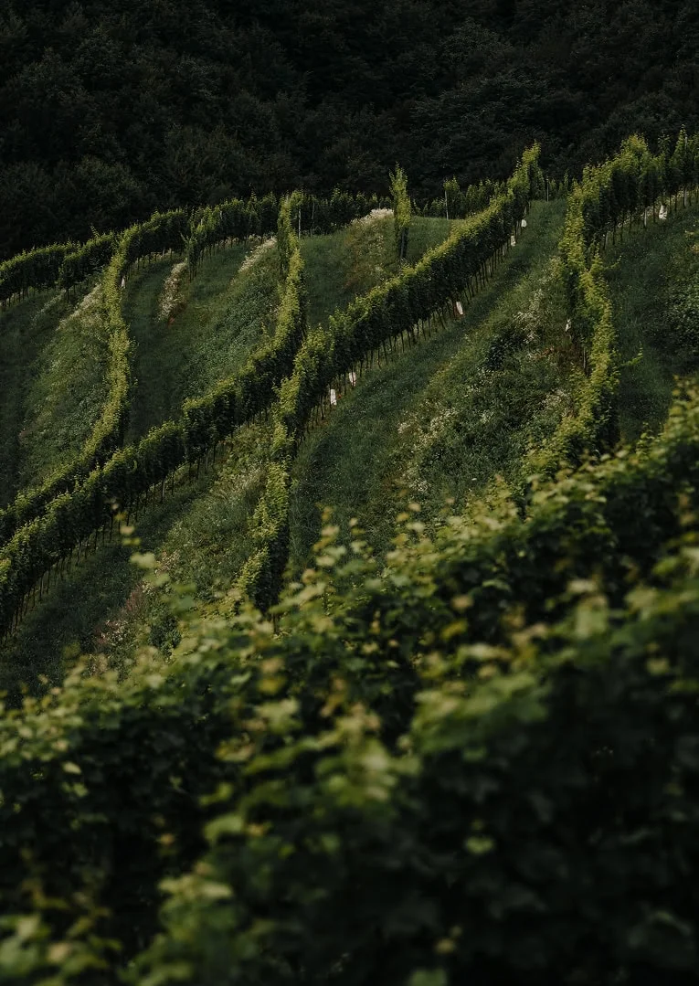 Die steilen Terrassen der Haloze bei Vino Gross